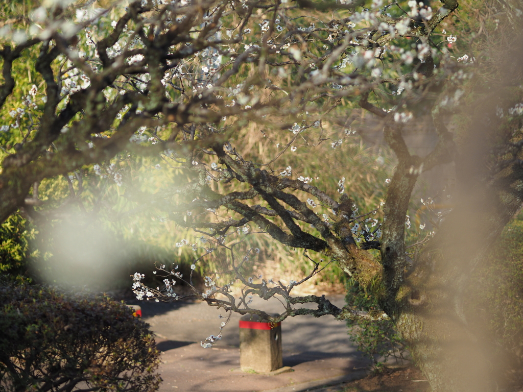 前ボケというやつを試したく…