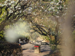 前ボケというやつを試したく…