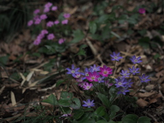 雪割草2