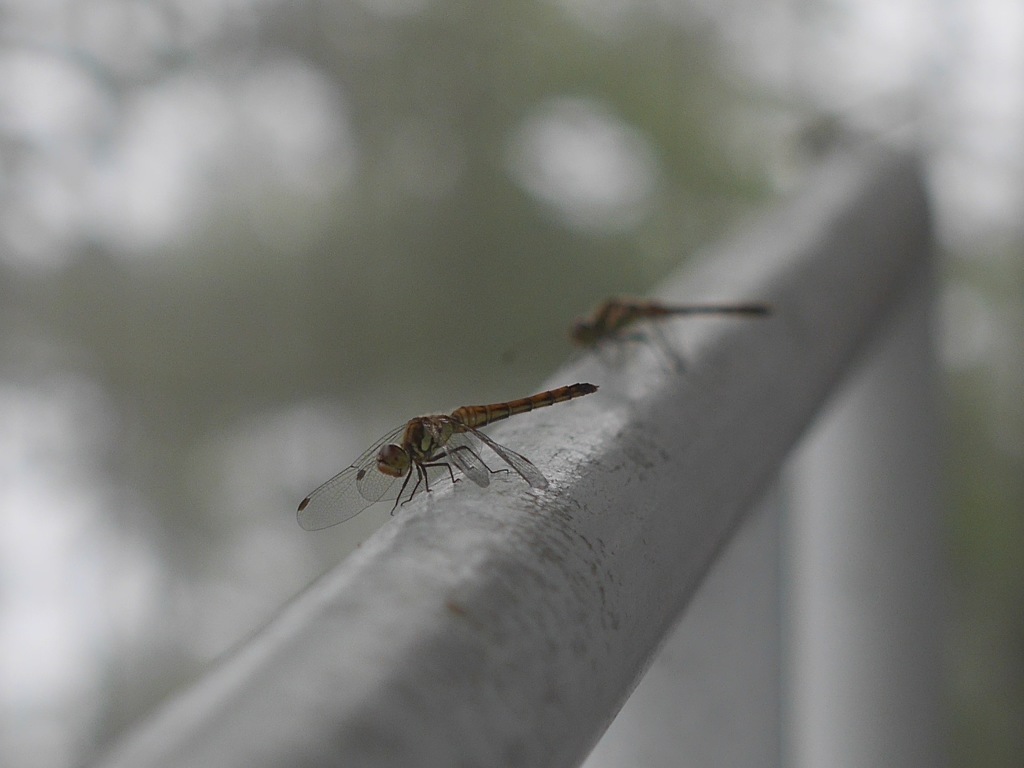 そんなに赤くないトンボ