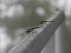 そんなに赤くないトンボ