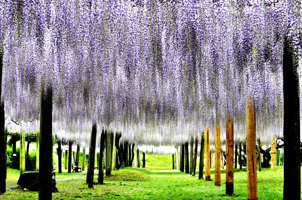 藤の雨