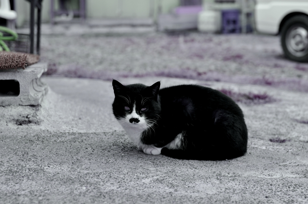 チャップリン…ガン飛ばし