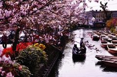 柳川の桜