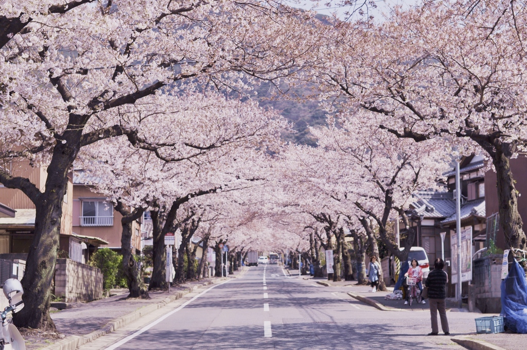 桜木花道