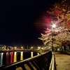 夜桜並木