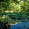 都会のOasis