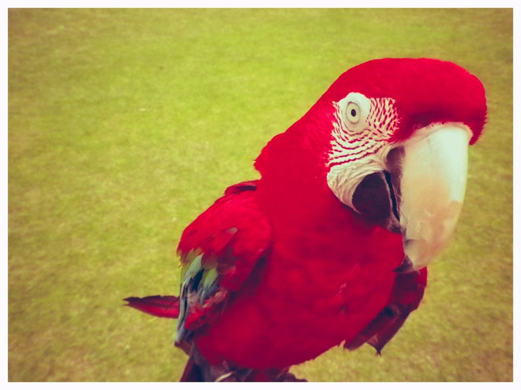 移動動物園