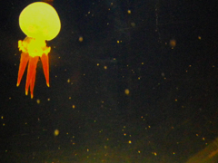 jellyfish balloon