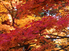 南禅寺もみじ