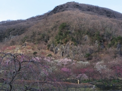 幕山梅園