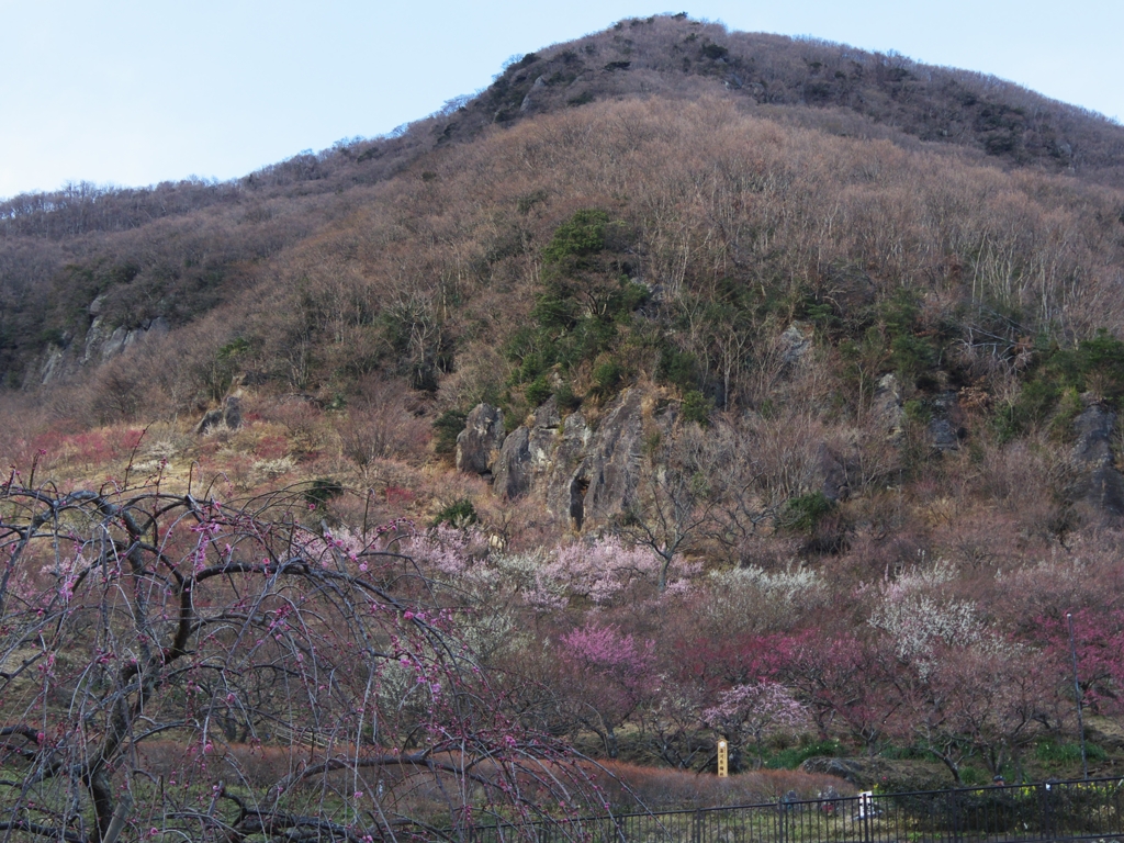 幕山梅園