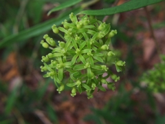 たちしおで雌花