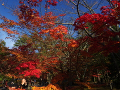 南禅寺もみじ