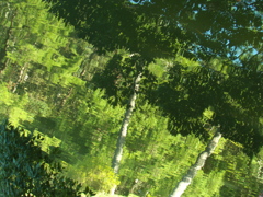 四ツ池公園4056