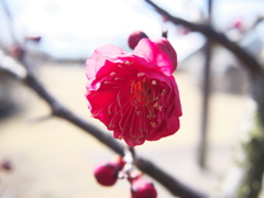 鹿児島紅梅4825
