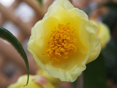 金茶花4836