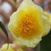 金茶花4836
