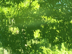 四ツ池公園4055