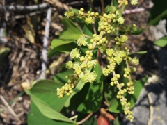 あかがしわ雄花