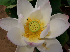 はす