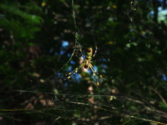 四ツ池公園4042