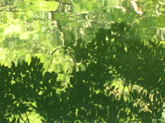 四ツ池公園4054