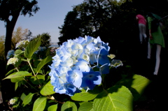 紫陽花の向こう