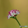 初秋の花