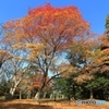 公園のモミジ