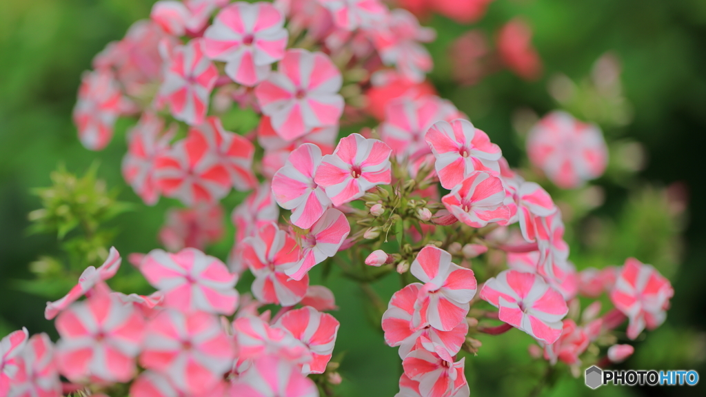 夏のお花