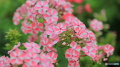 夏のお花