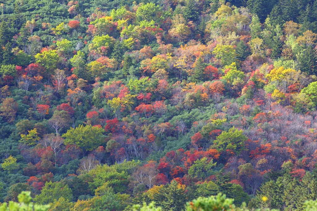 硫黄山の紅葉