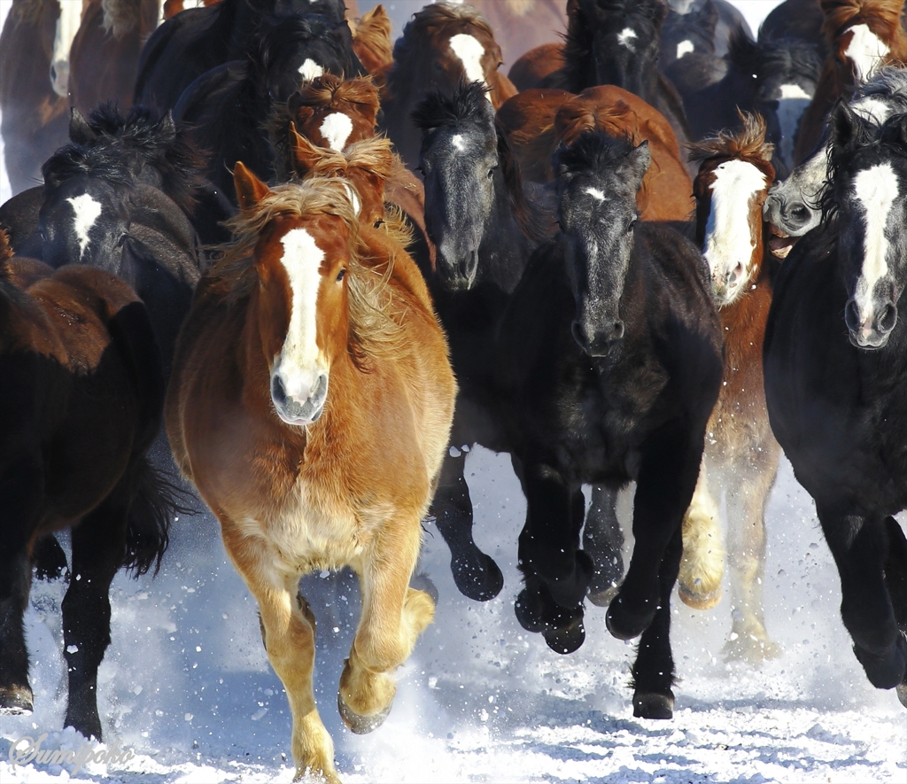 Horse exercise in winter