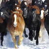 Horse exercise in winter