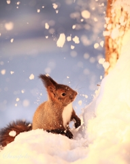 雪が