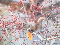 食後のデザート