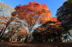 紅葉のヤマモミジ