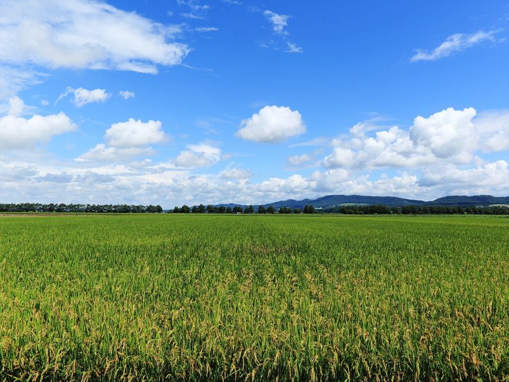 田んぼの風景