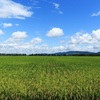 田んぼの風景