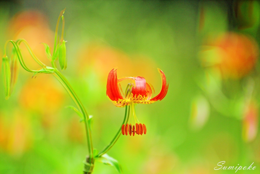 初夏の花 微風に揺れて