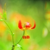 初夏の花 微風に揺れて