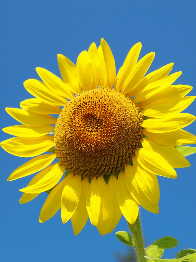 SUN FLOWER