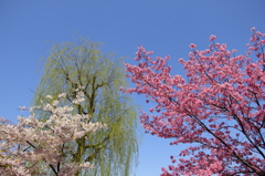 花木の饗宴