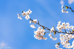 ことしの桜
