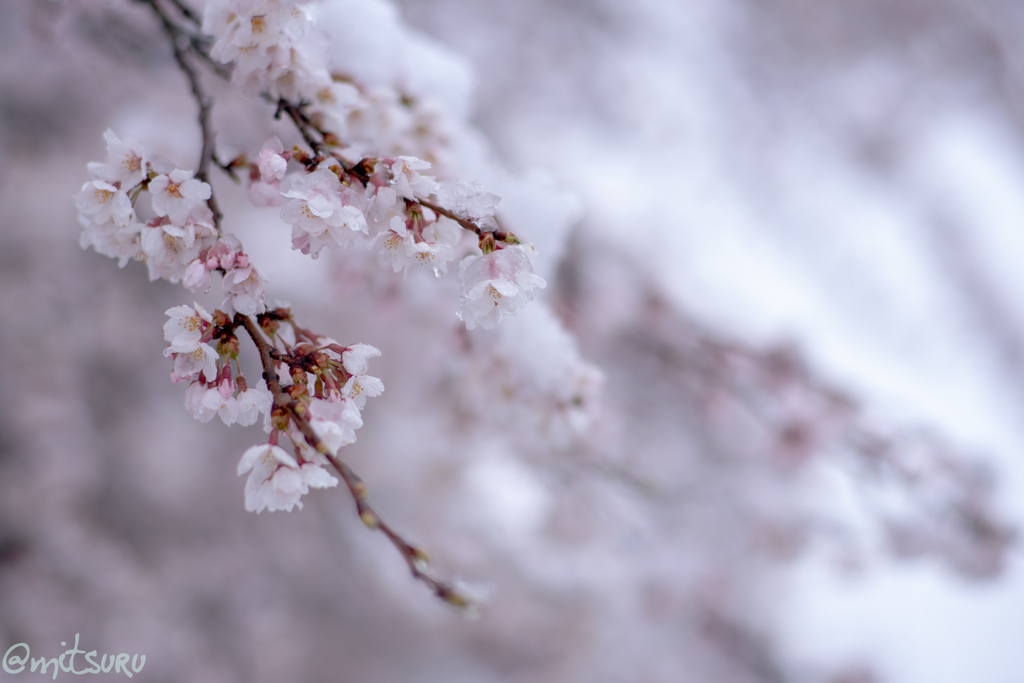 雪と桜2
