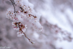 雪と桜2