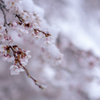 雪と桜2