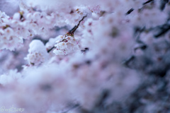 雪と桜1