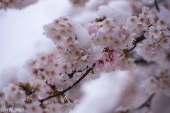 雪と桜3